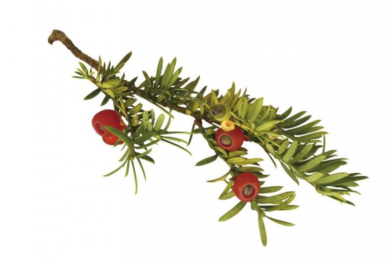 Taxus baccata Ast
